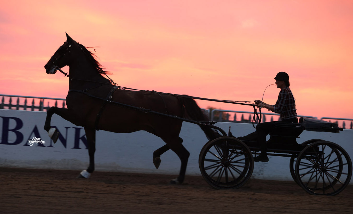 AMERICAN ROAD HORSE AND PONY SHOW Shows 2021 Stevie Bagdasarian Photos